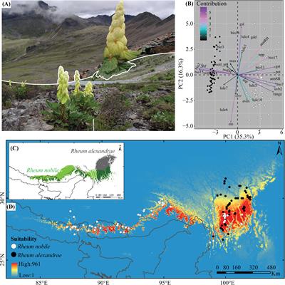 Global warming pushes the distribution range of the two alpine ‘glasshouse’ Rheum species north- and upwards in the Eastern Himalayas and the Hengduan Mountains